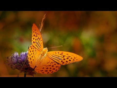 Csukás István: Dalocska