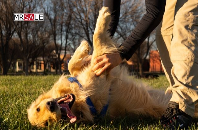 ismerkedés 50 felett önkéntes